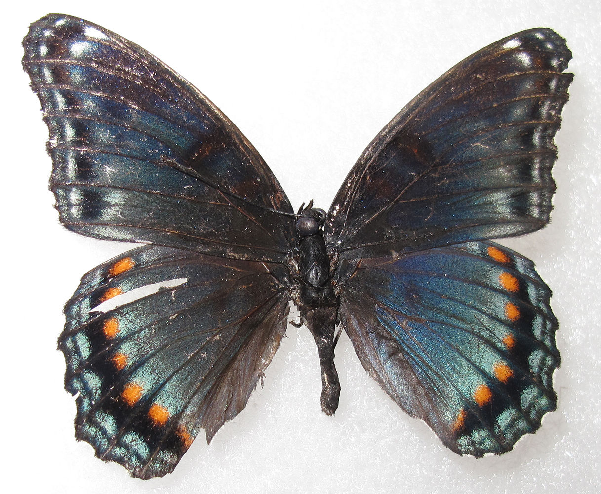 Limenitis arthemis (unique form ny 131252m) Internet Image property of respective owner, non-commercial use only